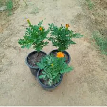 Best Marigold Plant